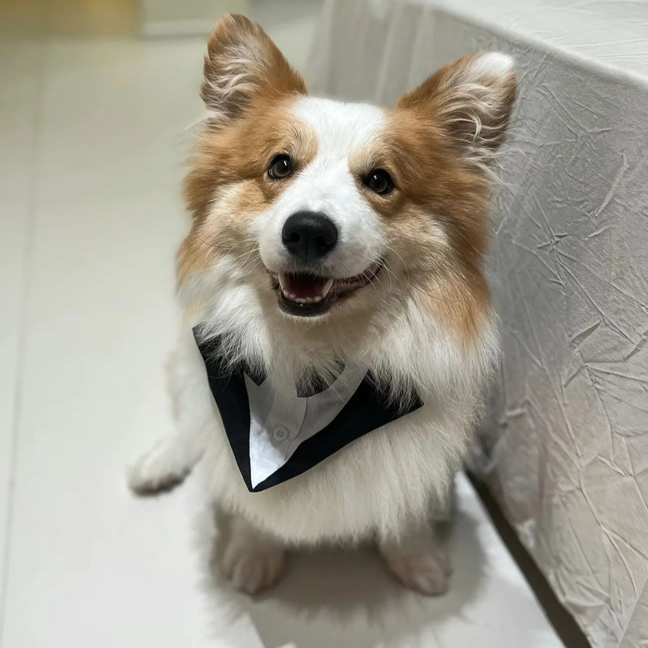 Suitsupply Wedding Tuxedo - Pet Dog Clothes Fashion Party Show