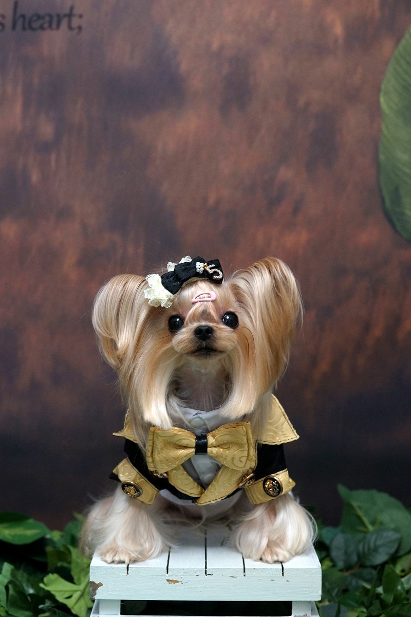Handmade Dog Clothes Luxurious - огляд і ціна Suitsupply Wedding Tuxedo